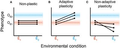 Adaptive Phenotypic Plasticity Stabilizes Evolution in Fluctuating Environments
